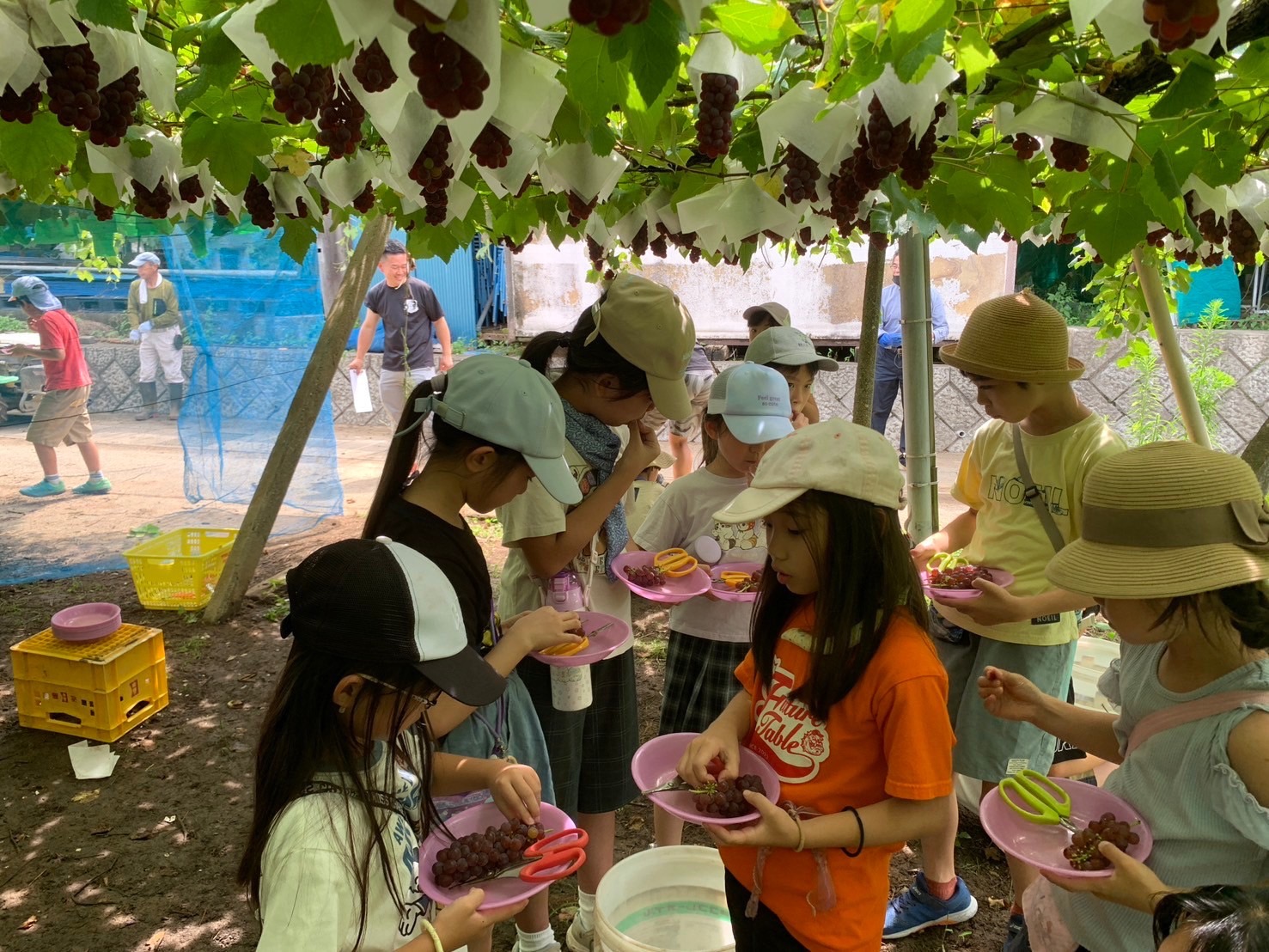 お子様に大人気のデラウェア食べ放題