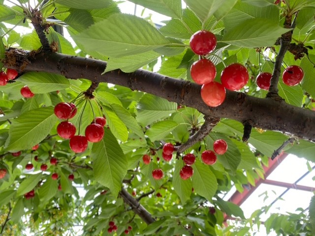 山梨県でさくらんぼ狩り